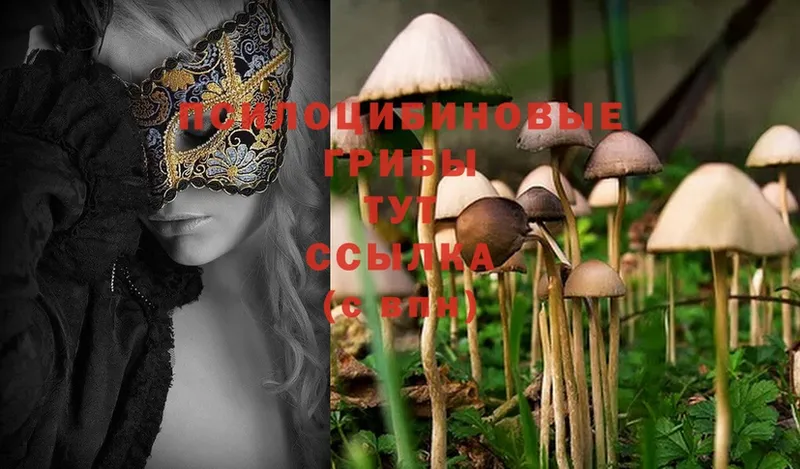 Псилоцибиновые грибы Psilocybine cubensis  Ступино 